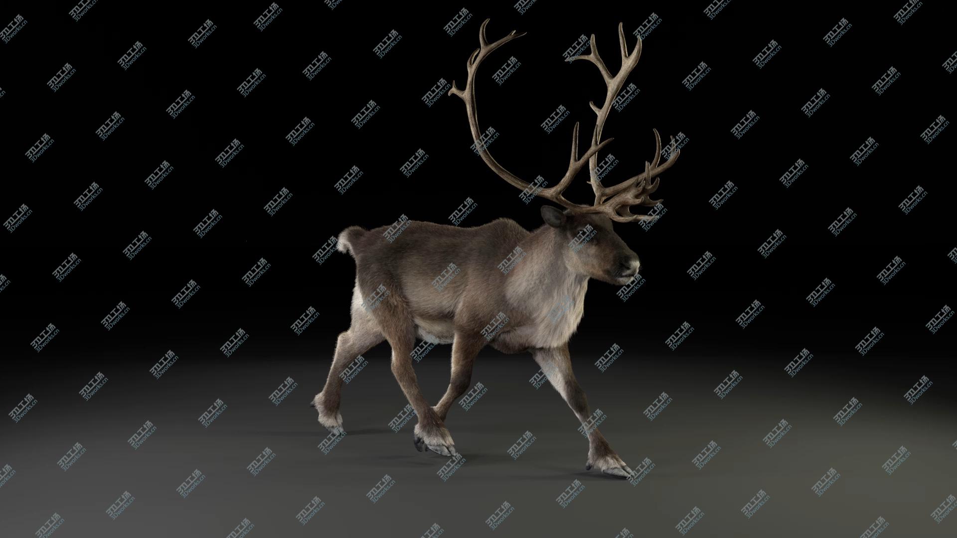 images/goods_img/2021040163/3D Male ReinDeer model/3.jpg